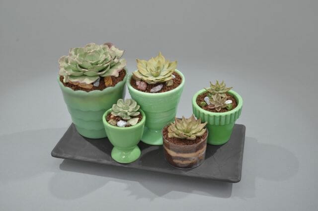 Mini Succulents