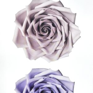 FMM539-Large Rose Petal Cutter Set