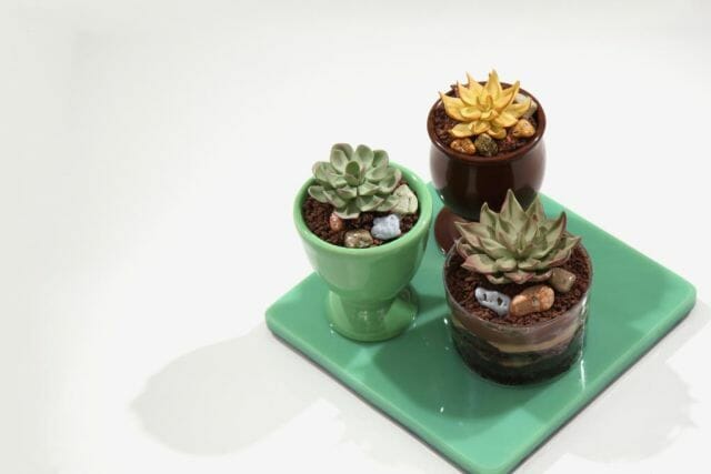 Mini Succulent cupcakes