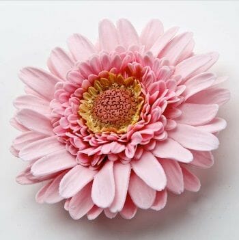 PC Gerbera Daisy