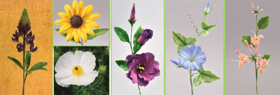 Texas Garden Flowers