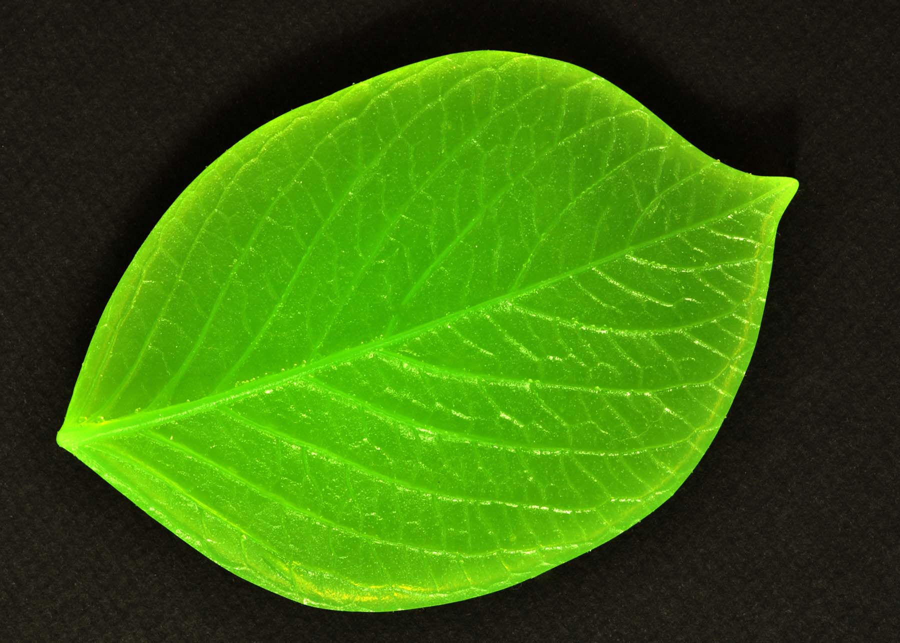 nls1106b.jpg